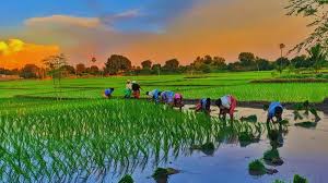 कृषि फसल परिवर्तन से बढ़ा किसानों का मुनाफा: धमतरी के परस्ताराई गाँव का उदाहरण