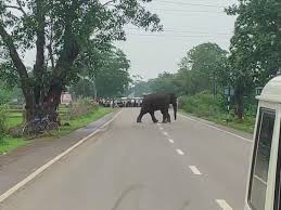 धमतरी में दंतैल हाथियों का कहर