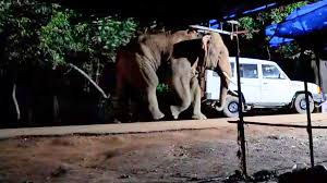 धमतरी में मां अंगारमोती मंदिर के पास हाथी पहुंचा