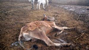 बिलासपुर में कई गायों की मौत पर हाईकोर्ट ने स्वतः संज्ञान लिया