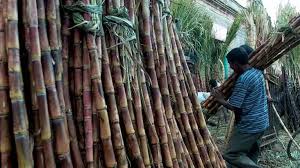 उत्तर प्रदेश में गन्ना मूल्य में ₹30 प्रति कुन्तल की वृद्धि — किसानों में खुशी की लहर