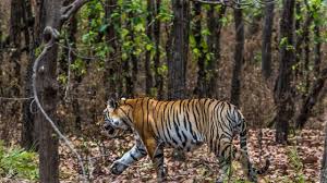 मध्य प्रदेश से छत्तीसगढ़ को बाघों का हस्तांतरण | CG News 17 October 2025