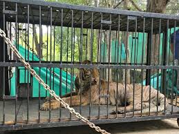 बिजली केयर: बाघ “बिजली” का इलाज गुजरात ले जाया गया