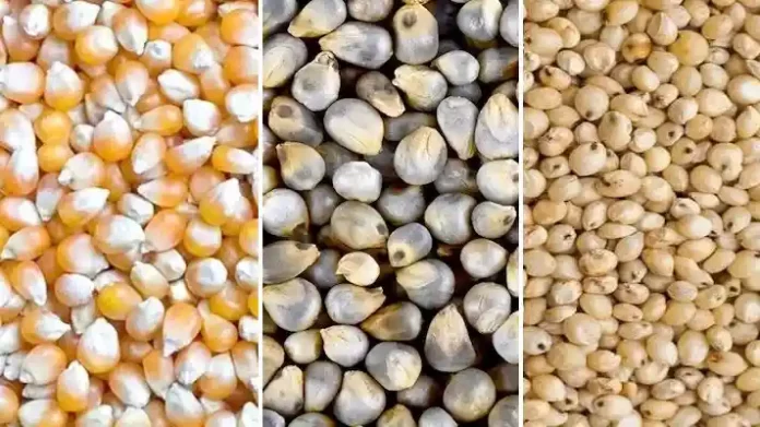 मक्का, बाजरा, ज्वार की सरकारी खरीद 1 अक्टूबर से शुरू — किसानों को 48 घंटे में भुगतान का प्रावधान