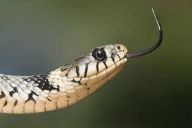 कोरबा: कार्यालय की खिड़की में फंसा विशाल सांप, कर्मचारियों में मची अफरा-तफरी