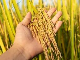 किसानों के लिए PM-आशा योजना के तहत पंजीकरण शुरू