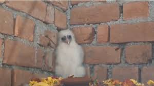 बेमेतरा में रहस्यमयी सफेद पक्षी का दिखना