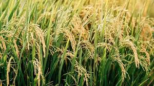 'तूहर टोकन' ऐप 24×7 चालू — धान विक्रय में समय-बाधा हटाई