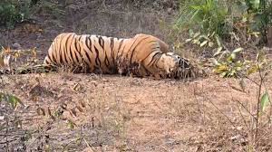 सूरजपुर में बाघ हत्या का खुलासा: बिजली लगाकर मारने का सनसनीखेज मामला