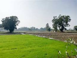 रबी फसल की तैयारियाँ शुरू, धान नर्सरी तैयार हो रही है — धमतरी जिले के किसान रबी सीज़न की तैयारी में जुटे