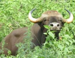 17 गांवों ने विलुप्त प्राय जंगली भैंसे को बचाने के लिए शुरू किया बड़ा अभियान