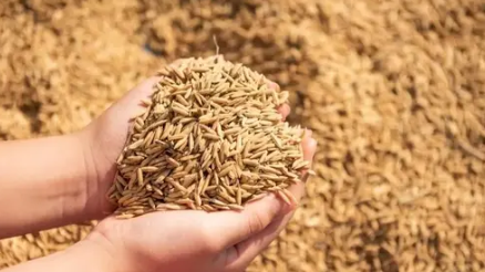 किसानों को बड़ी राहत: राज्य में 4 लाख से अधिक क्विंटल बीज वितरण — कृषि उत्पादन को बढ़ावा