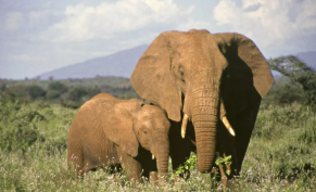 हाथी का बच्चा पहाड़ी इलाके में फँस कर मरा