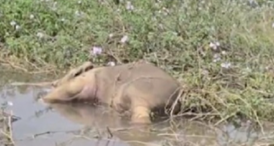 रायगढ़ में नदी में मिले दो हाथियों के शव, इलाके में मचा हड़कंप